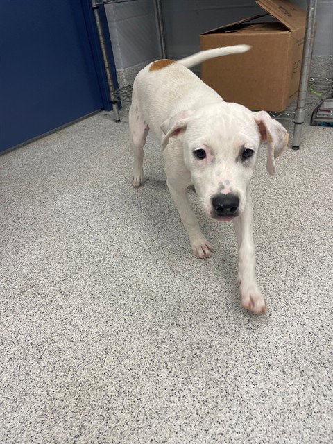 BELIZE - Rat Terrier available for adoption