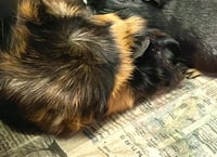 MOOSE - Photo 1