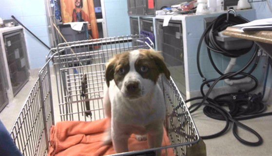 TWIZZLER - Australian Shepherd available for adoption