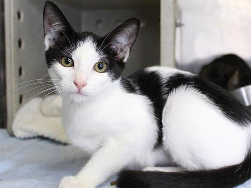 BOO - Domestic Short Hair available for adoption