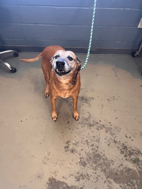 WHEEZIE - Labrador Retriever available for adoption