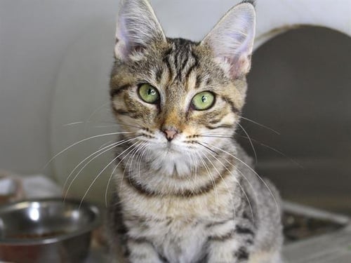 CARLY - Domestic Short Hair available for adoption