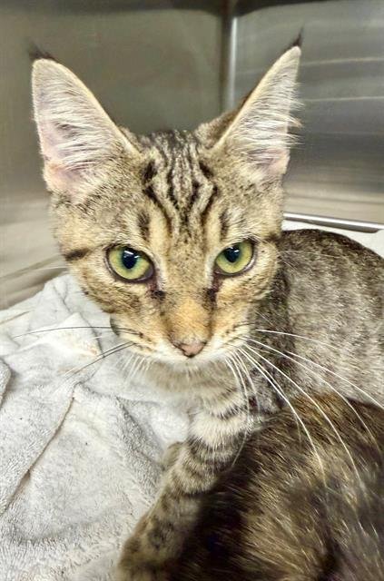 CARLY - Domestic Short Hair available for adoption