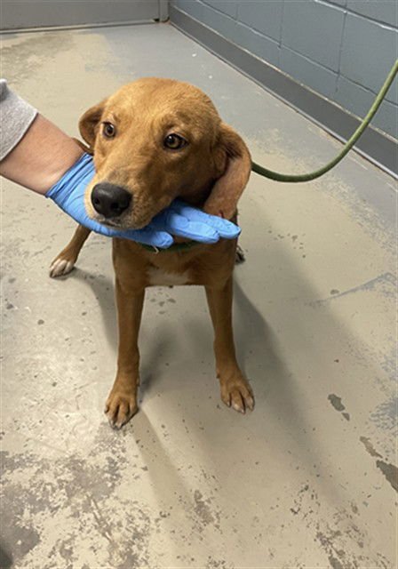 DOODLEBUG - Redbone Coonhound available for adoption