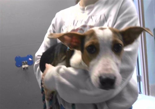 BRUNO - American Pit Bull Terrier available for adoption