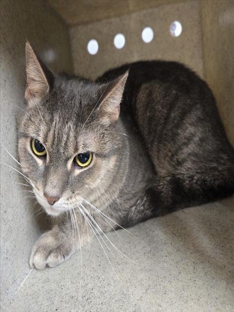 EXTRA - Domestic Short Hair available for adoption
