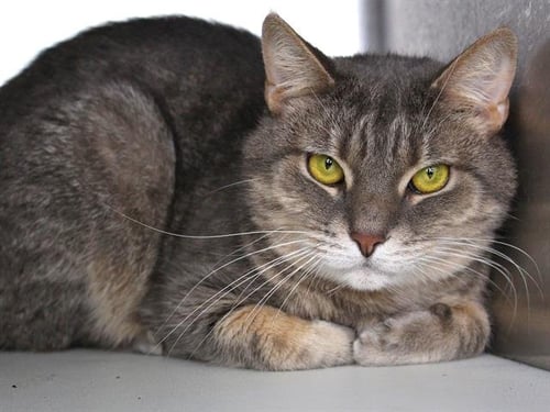 EXTRA - Domestic Short Hair available for adoption