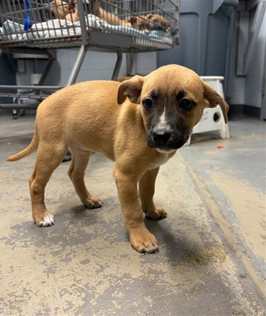 ERICA - Boxer / Feist available for adoption