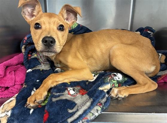 KOREA - Labrador Retriever / Black Mouth Cur available for adoption