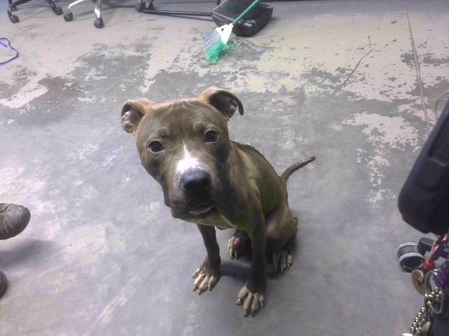 KIMCHI - American Staffordshire Terrier available for adoption