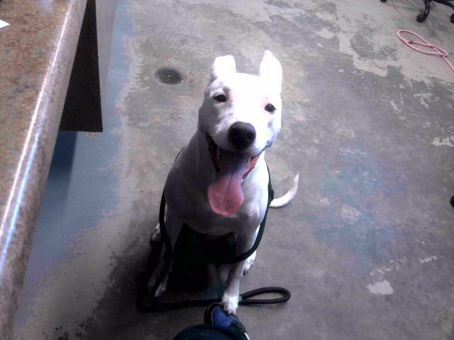 GROOT - Canaan Dog available for adoption