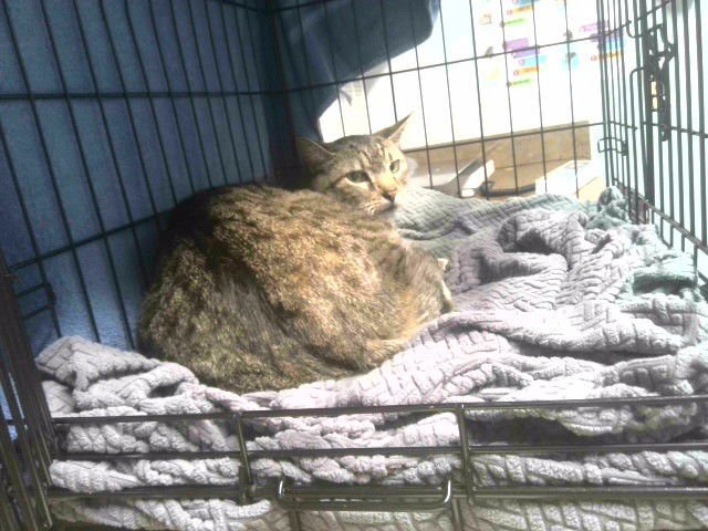 MAXX - Domestic Short Hair available for adoption