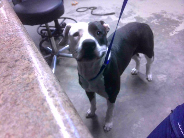 SHELLY - American Bulldog available for adoption