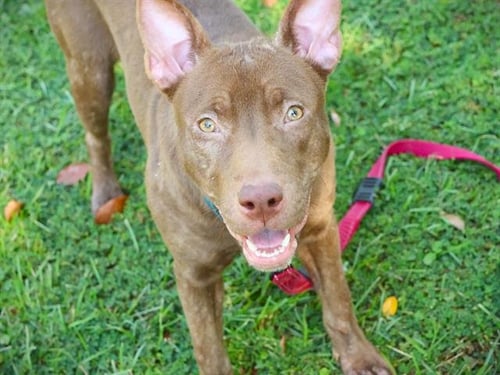 MOSS - American Pit Bull Terrier available for adoption