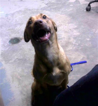 DAISY - Catahoula Leopard Dog / Siberian Husky available for adoption