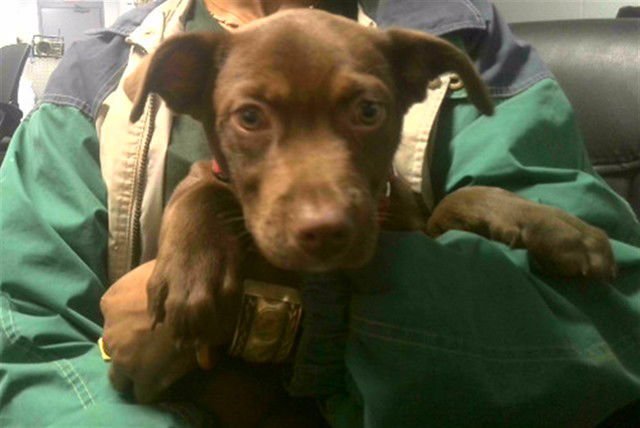 CAMO - Labrador Retriever available for adoption