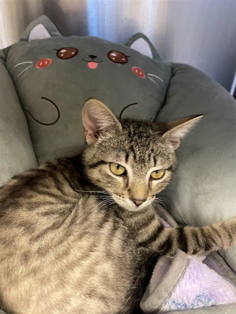 DUNCAN - Domestic Short Hair available for adoption