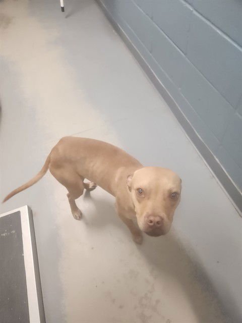 LASSIE - Staffordshire Bull Terrier available for adoption