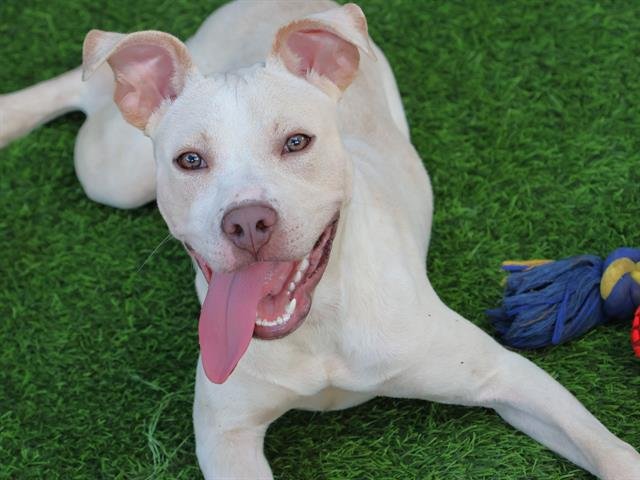 PURE Image