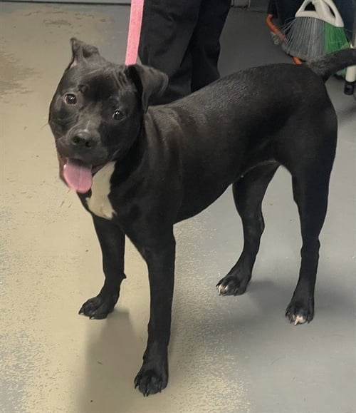 COCO - American Staffordshire Terrier available for adoption