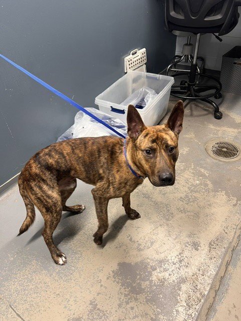 BLITZ - Dutch Shepherd available for adoption