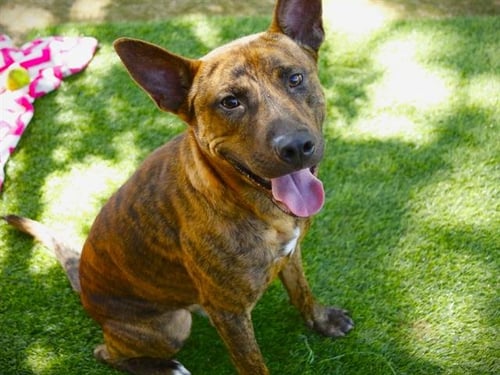 BLITZ - Dutch Shepherd available for adoption