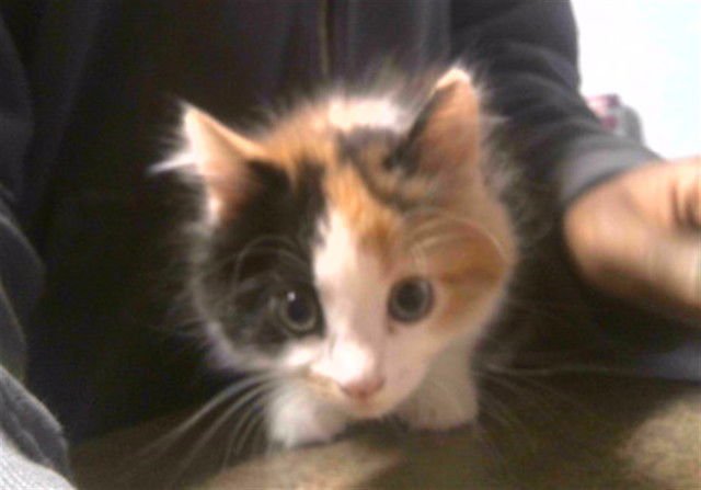 EASTER - Domestic Medium Hair available for adoption