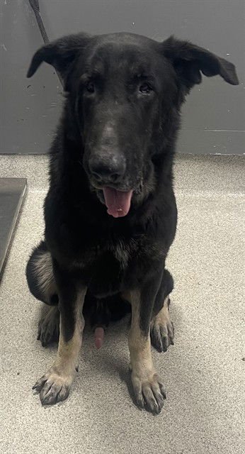 BEAU - German Shepherd Dog available for adoption