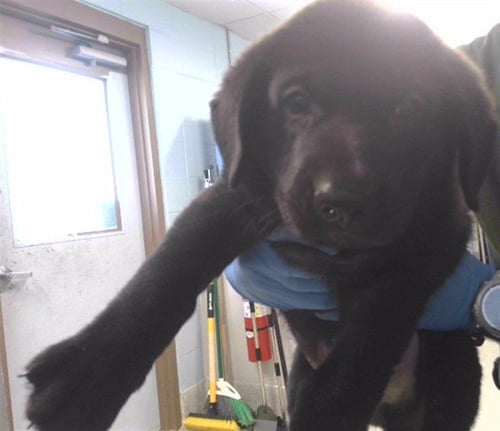 HAWK - Labrador Retriever available for adoption