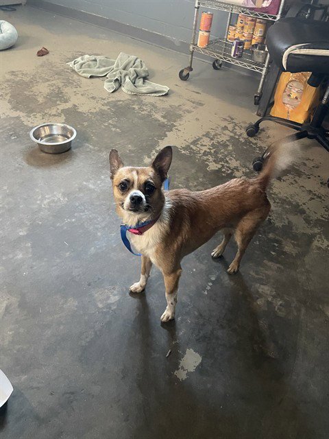 BOBBY - Chihuahua available for adoption