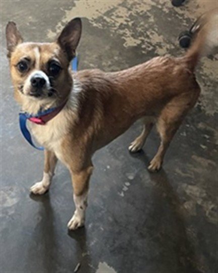 BOBBY - Chihuahua available for adoption
