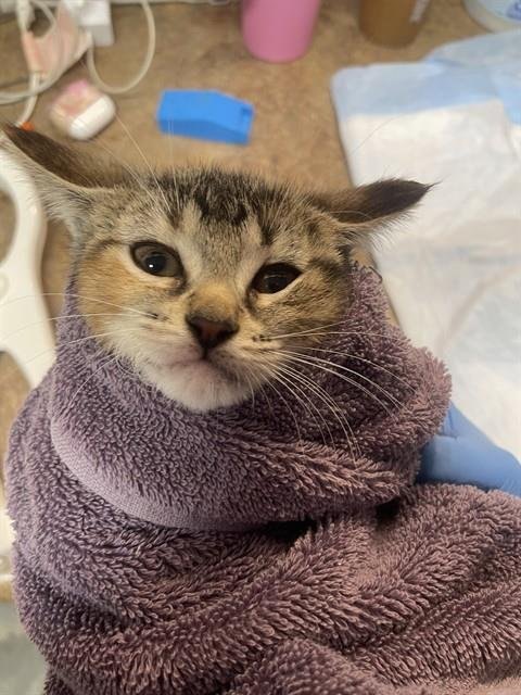 SWEETART - Domestic Short Hair for adoption in Tallahassee