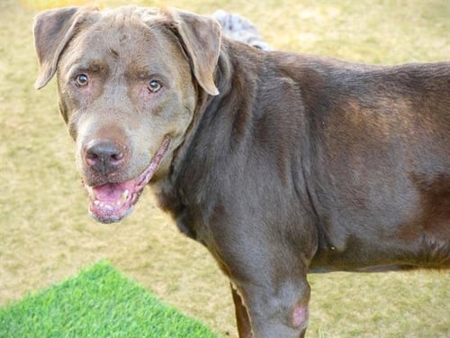 BROWNIE - Labrador Retriever available for adoption