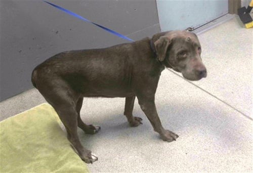 BROWNIE - Labrador Retriever available for adoption