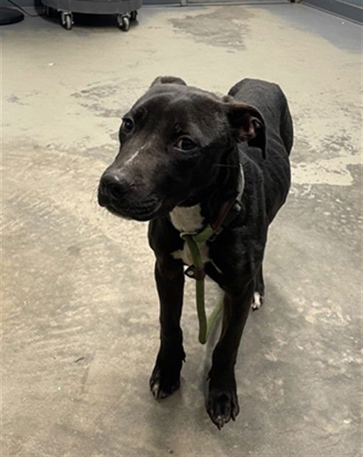 RANGO - American Staffordshire Terrier / Labrador Retriever available for adoption