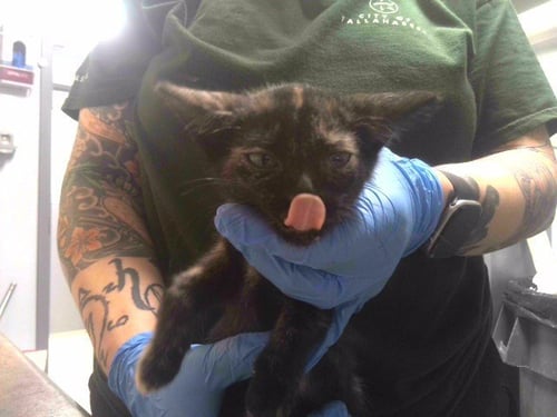 SILLY GOOSE - Domestic Short Hair available for adoption