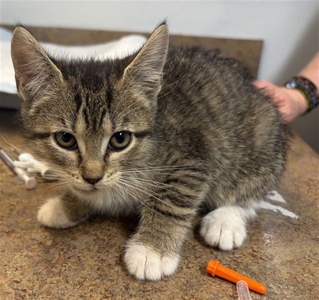 CERSEI - Domestic Short Hair available for adoption