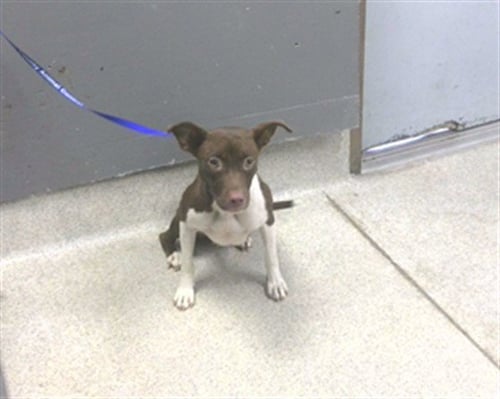 AMANDA - Labrador Retriever / American Staffordshire Terrier available for adoption