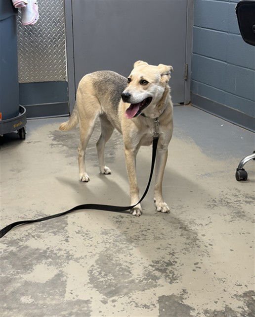 DASH - German Shepherd Dog / Greyhound available for adoption