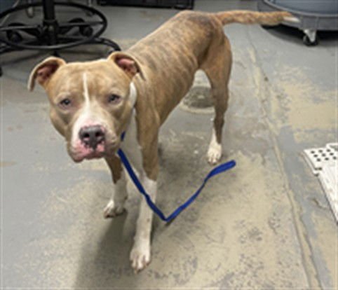 KRONOS - American Bulldog / American Staffordshire Terrier available for adoption