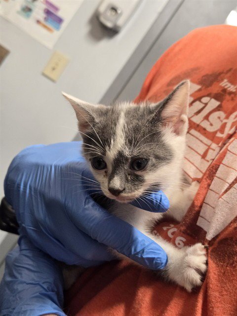 SEVEN OF CLUBS - Domestic Medium Hair available for adoption
