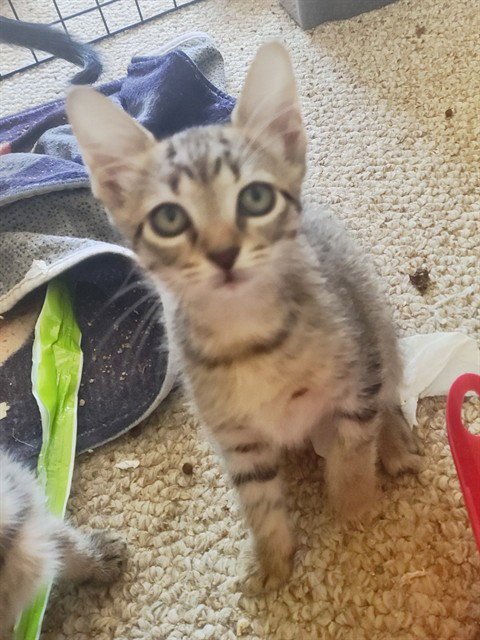 NETTLES - Domestic Short Hair available for adoption