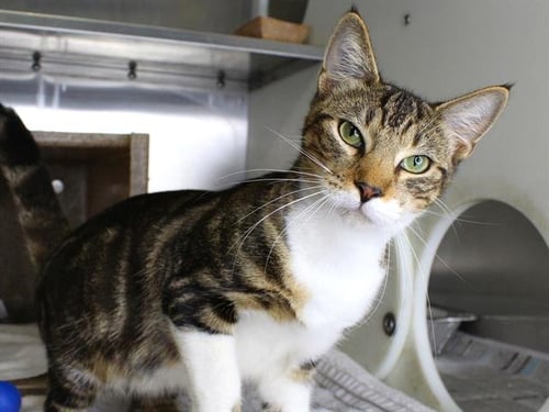 JONNY CAT - Domestic Short Hair available for adoption