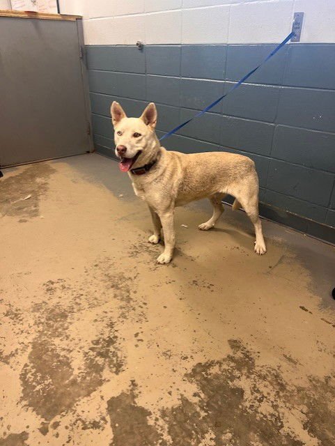 MAZI - German Shepherd Dog available for adoption