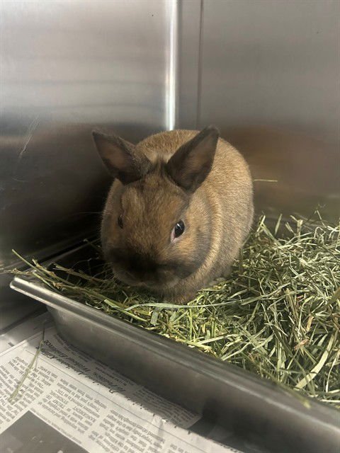 BUSTER - Mini Lop available for adoption