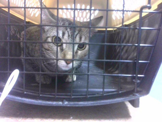 AIOLI - Domestic Short Hair available for adoption