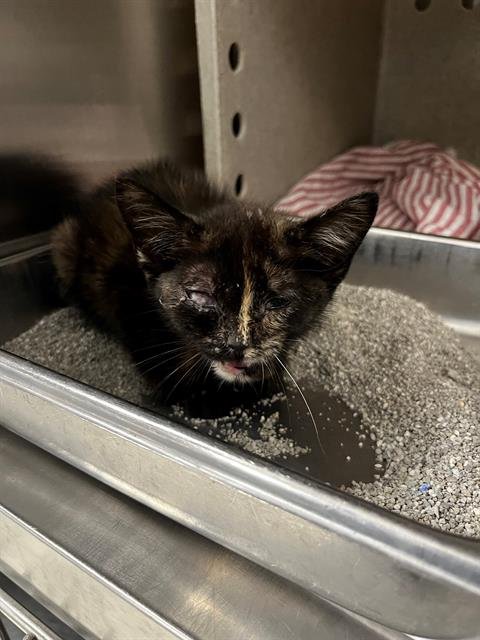 PISTACHIO WAFFLE CONE - Domestic Short Hair available for adoption