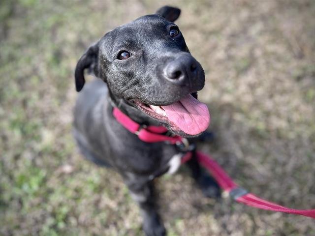 COLA - American Staffordshire Terrier available for adoption