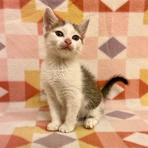 RUMBLE - Domestic Short Hair available for adoption