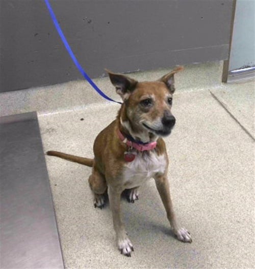 LOLA - Jack Russell Terrier (Parson Russell Terrier) available for adoption